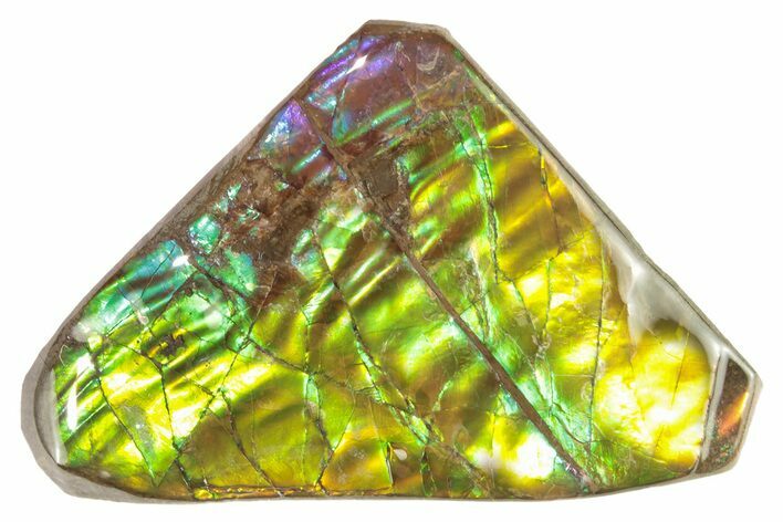 Iridescent Ammolite (Fossil Ammonite Shell) - Alberta #265098